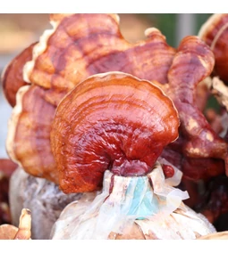 Ezért esküsznek egyre többen a Ganoderma gombára a fertőzések ellen!